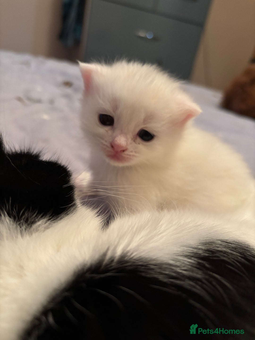 Ragdoll cats for sale: Gorgeous ragdoll cross kittens  - Image 7
