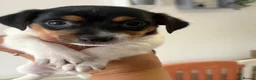 Jack Russell dogs for sale: Miniature Jack Russell puppies - blue carriers - Advert 15