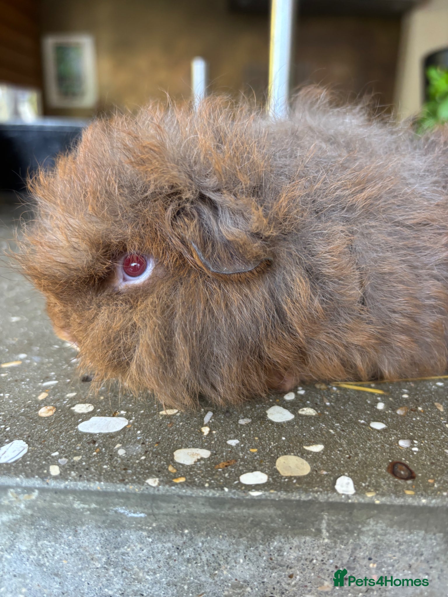 Guinea Pig rodents Beautiful Swiss guinea pig brothers - Advert 9