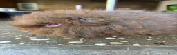 Guinea Pig rodents for sale: Sold Beautiful Swiss guinea pig brothers - Advert 1