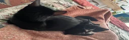 British Shorthair cats for sale: Cute, black kitty  in Washington - Advert 1