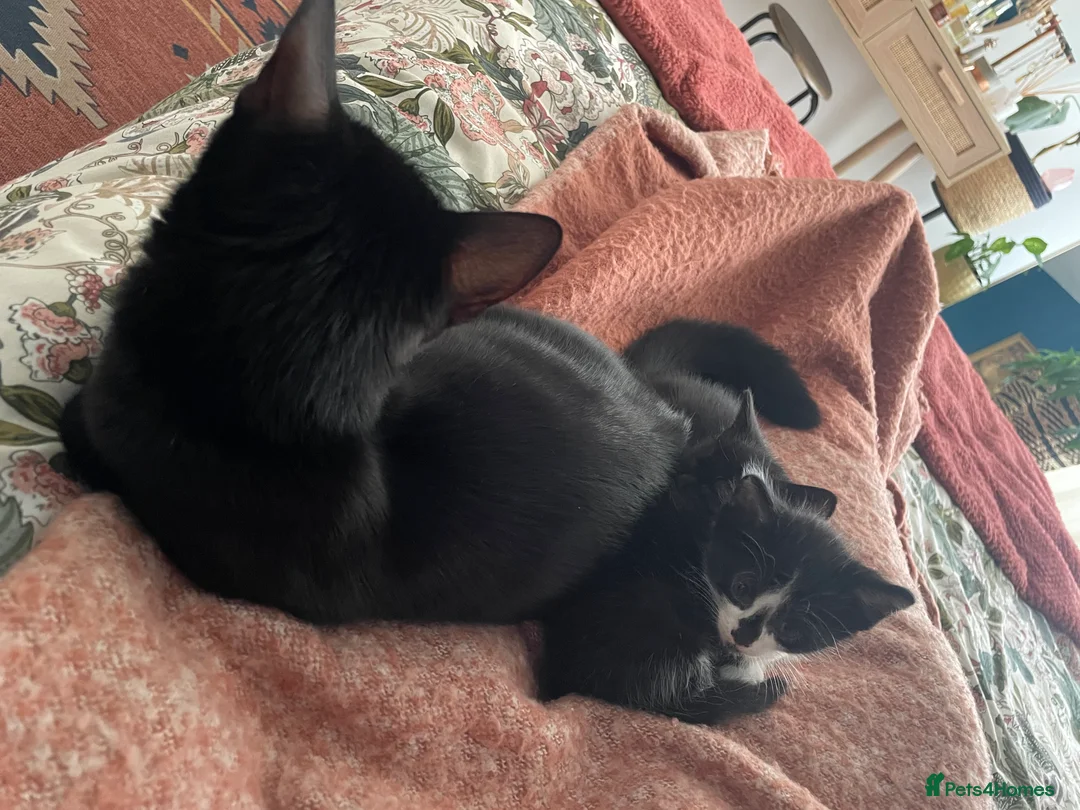 British Shorthair cats for sale: Cute, black kitty  in Washington - Advert 1