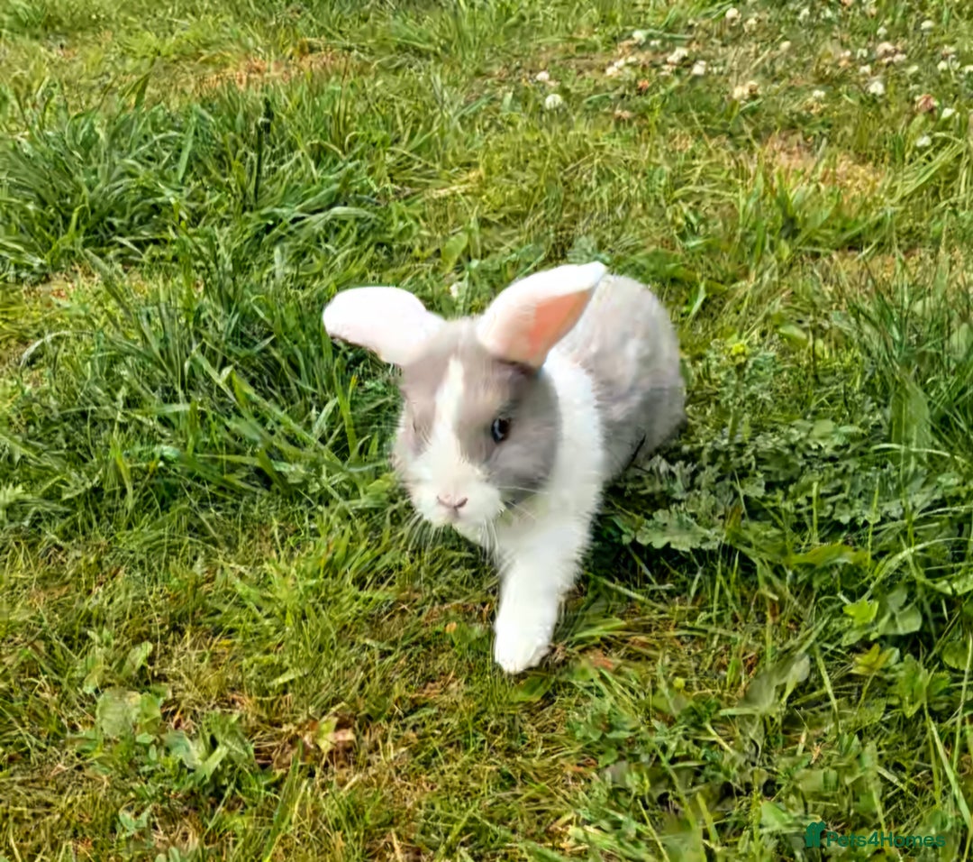 English Lop rabbits for sale: Beautiful lilac split lop buck  - Image 4