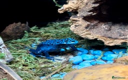 Frog reptiles for sale: 🩵🩵BLUE FROGS FOR SALE 🩵🩵 - Image 1