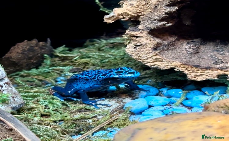 Frog reptiles - Advert 2