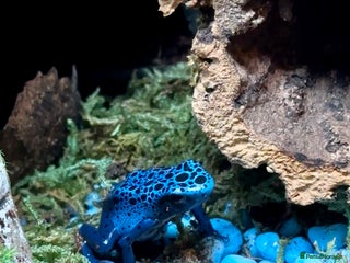 Frog reptiles - Advert 12