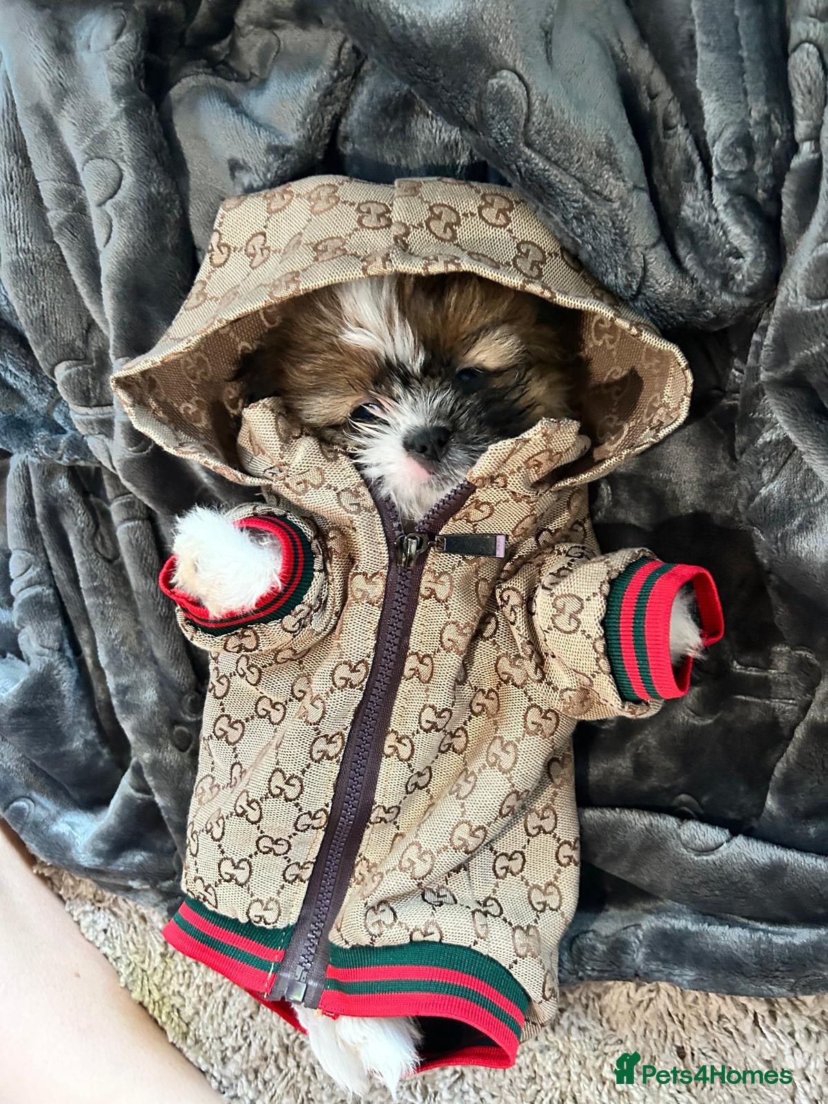 Shih Tzu dogs Beautiful imperial shih - tzu puppies  - Advert 5