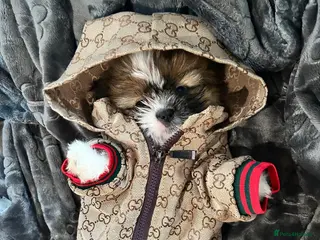 Shih Tzu dogs Beautiful imperial shih - tzu puppies - Advert 5