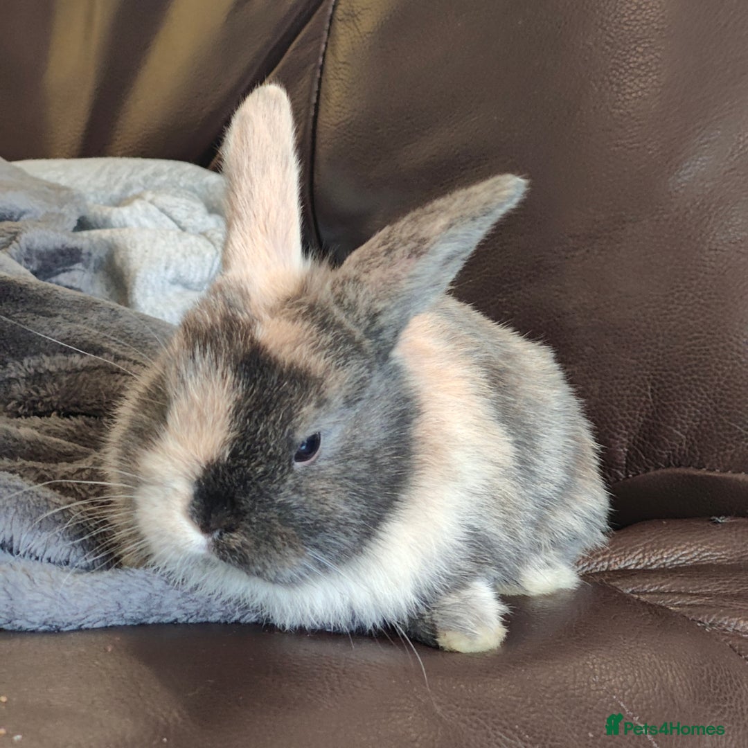 Mini Lop rabbits for sale: Mini lops  - Image 4