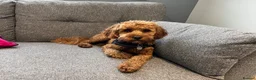 Cavapoo dogs for sale: 1 year old Cavapoo - bite history in Newport - Advert 8