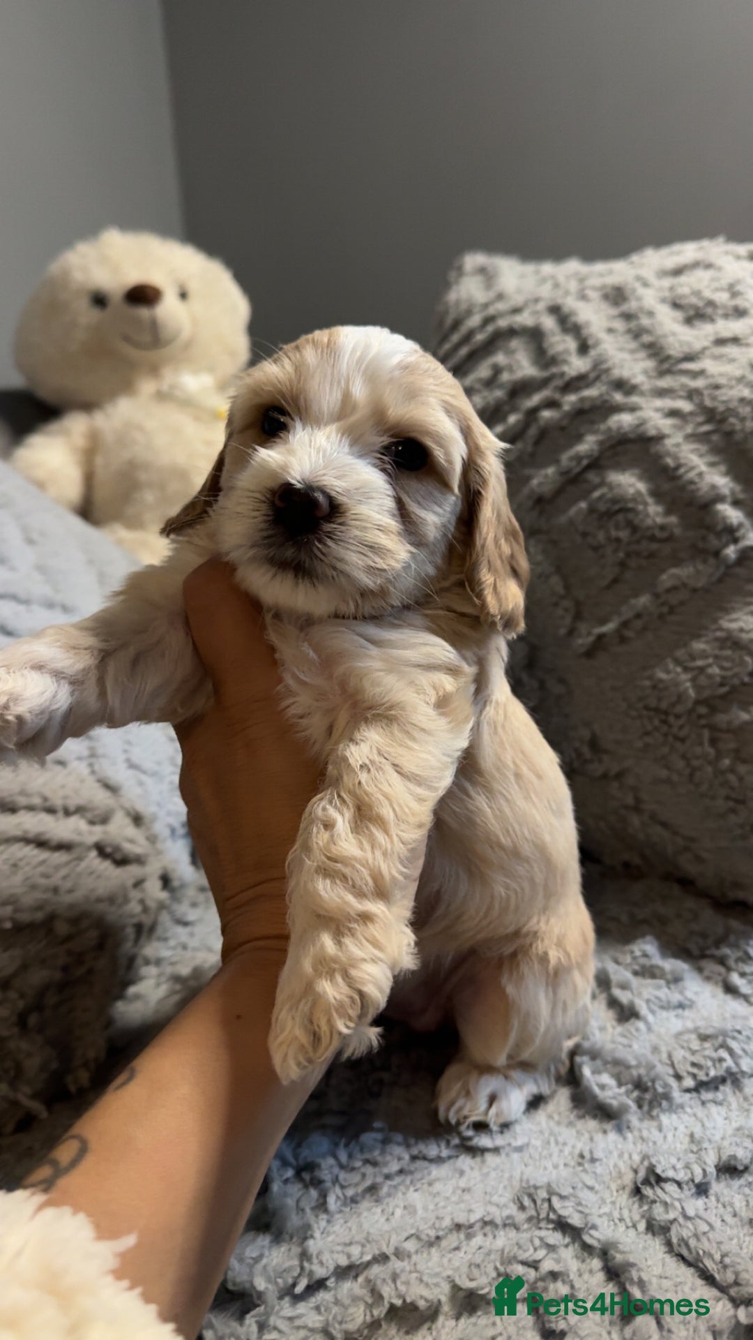 Cockapoo dogs for sale: Gorgeous f2 cockapoo pups  - Image 19