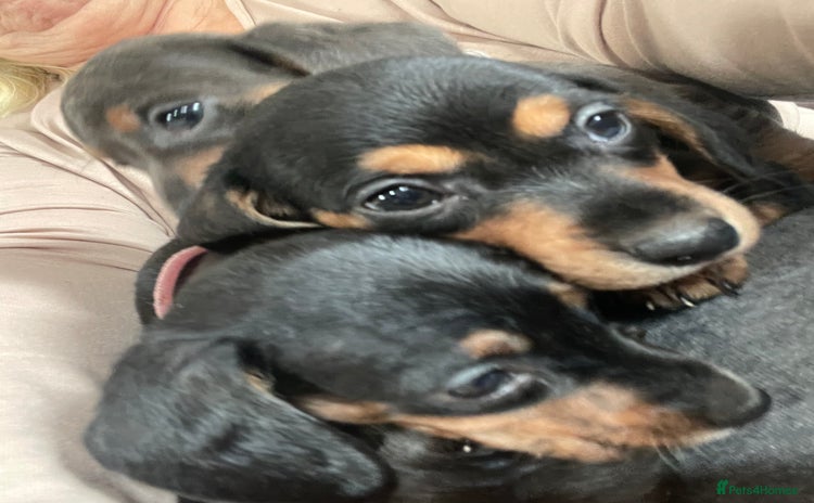 Dachshund dogs Miniature Dachshund puppies - stunning  - Advert 3