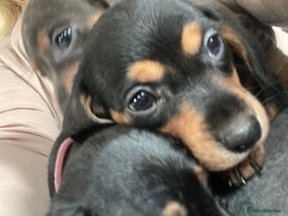 Dachshund dogs Miniature Dachshund puppies - stunning - Advert 3