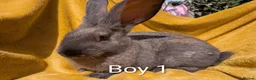 Continental Giant rabbits for sale: Continental giants - Advert 4