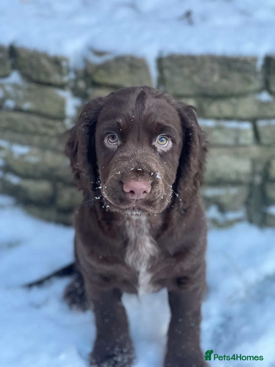 Cocker Spaniel dogs for sale: working cocker spaniel ‘Duke’ - Advert 3