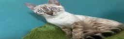 Bengal cats for sale: Supper friendly TICA registered kittens  - Advert 10