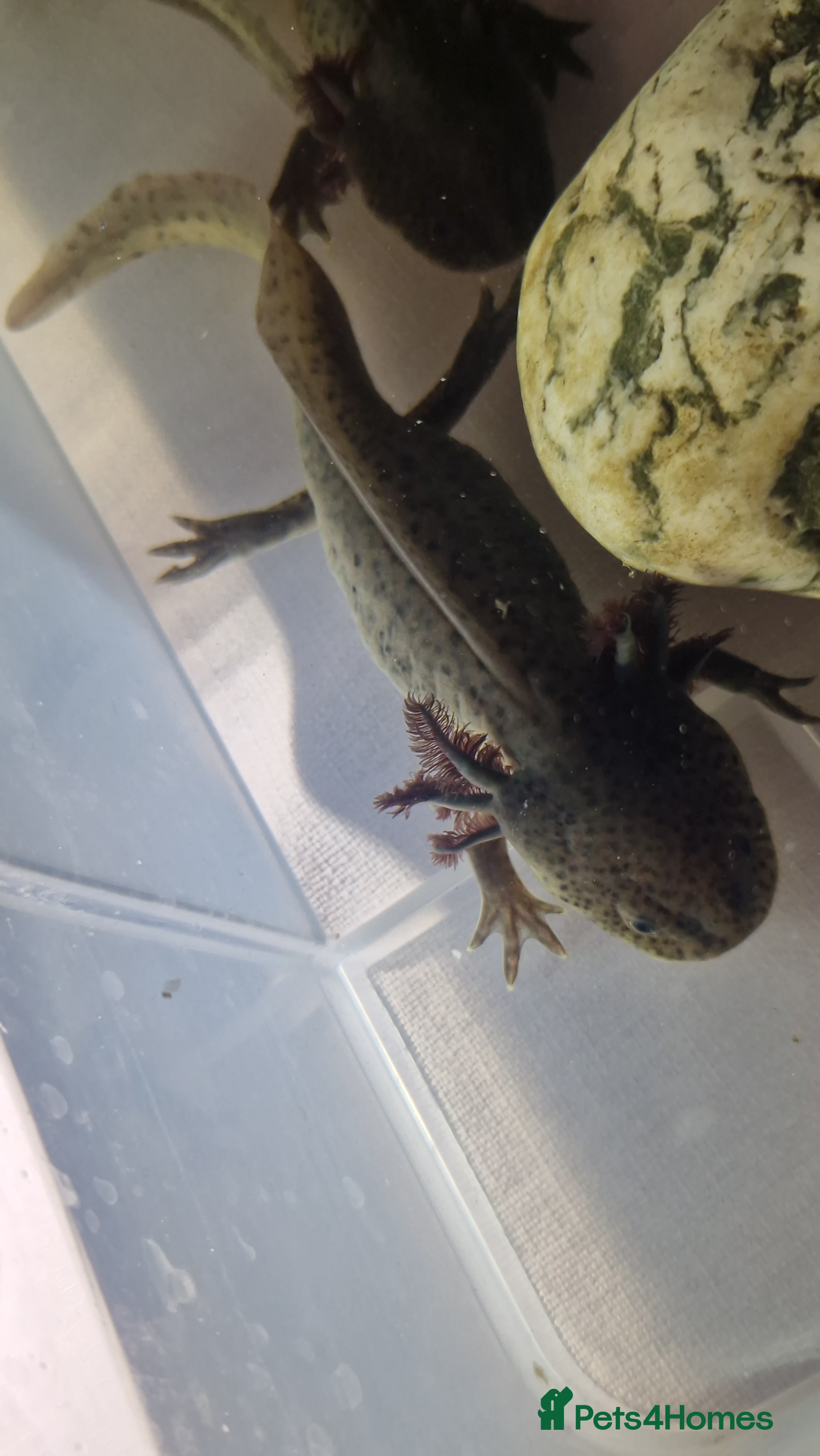 Axolotl reptiles Axolotls - Advert 1