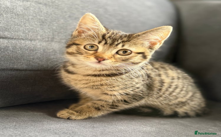Mixed Breed cats - Advert 1