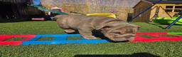 English Bulldog dogs for sale: Litter of bulldogs  - Advert 20