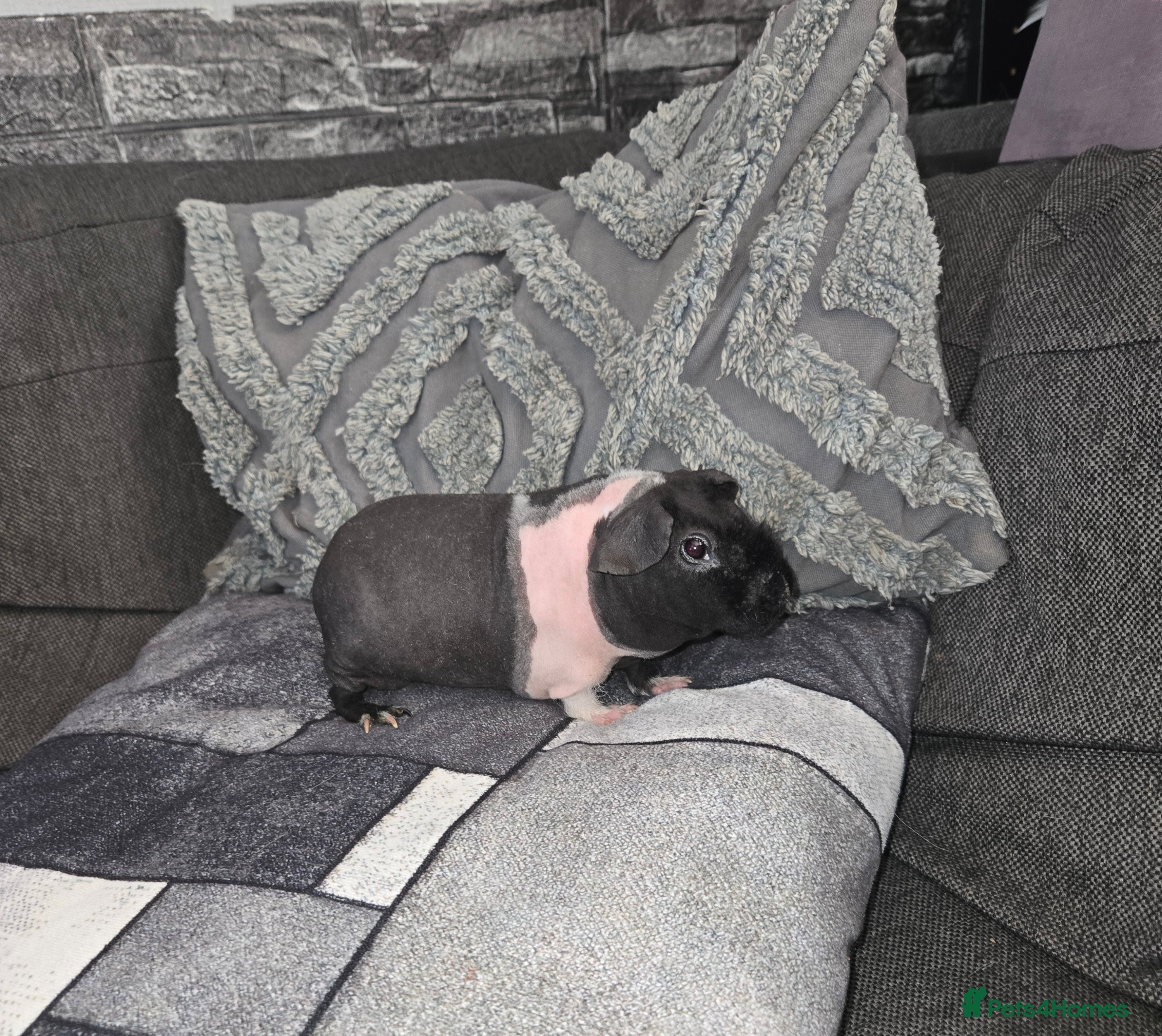 Guinea Pig rodents Friendly baby Skinny pig male - Advert 1