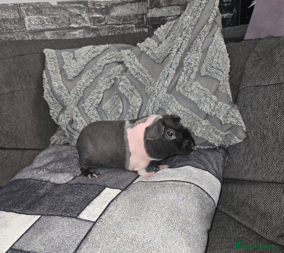 Guinea Pig rodents for sale: Friendly baby Skinny pig male - Advert 1
