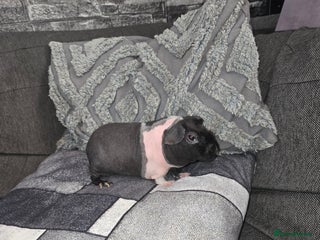 Guinea Pig rodents Friendly baby Skinny pig male - Advert 1