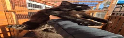 Maine Coon cats for sale: Maincoon in Blackburn - Advert 5