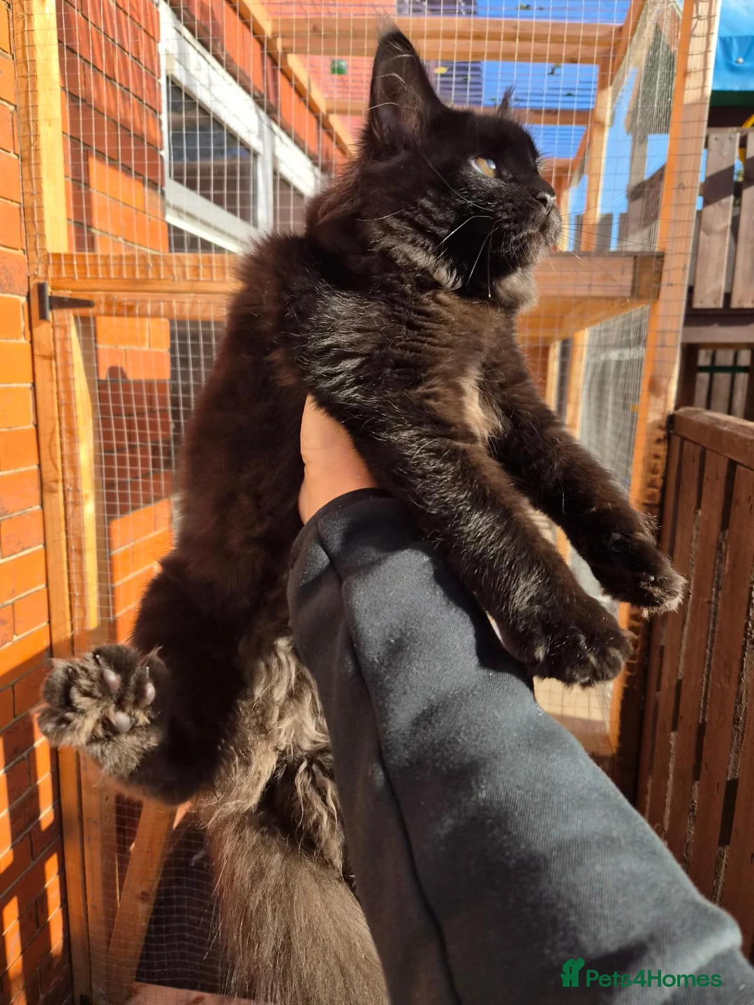 Maine Coon cats for sale: Maincoon in Blackburn - Advert 5