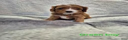 Cavapoo dogs for sale: Beautiful F1 Cavapoo puppies - Advert 11