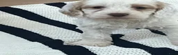 Cockapoo dogs for sale: Female cockapoo  - Advert 5