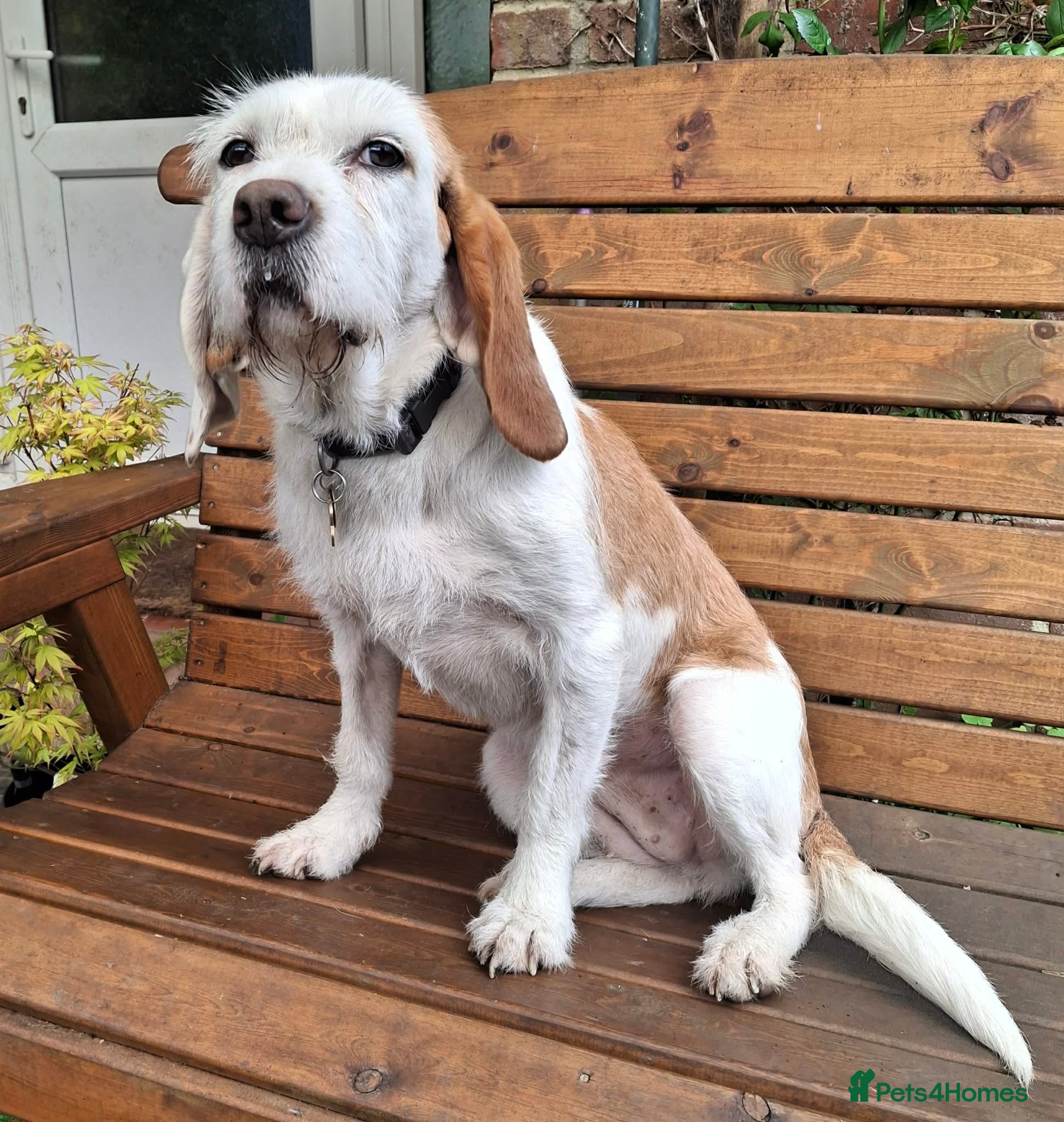 Mixed Breed dogs Lovely Dulce looking for her forever home - Advert 6