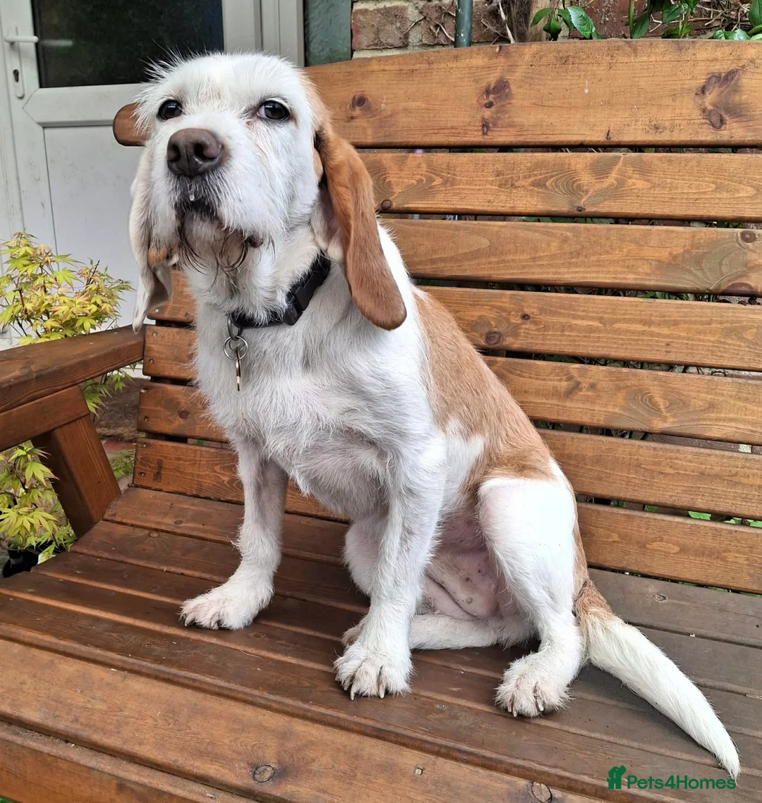 Mixed Breed dogs for adoption: Lovely Dulce looking for her forever home in Midhurst - Advert 1