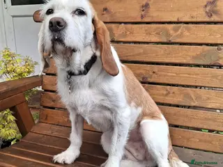 Mixed Breed dogs Lovely Dulce looking for her forever home - Advert 6