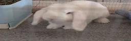 Mini Lop rabbits for sale: Beautiful blue-eyed Mini Lop sisters - Advert 12