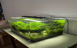 Shrimps fish for sale: Neocaridina Shrimp Aquarium  - Image 7
