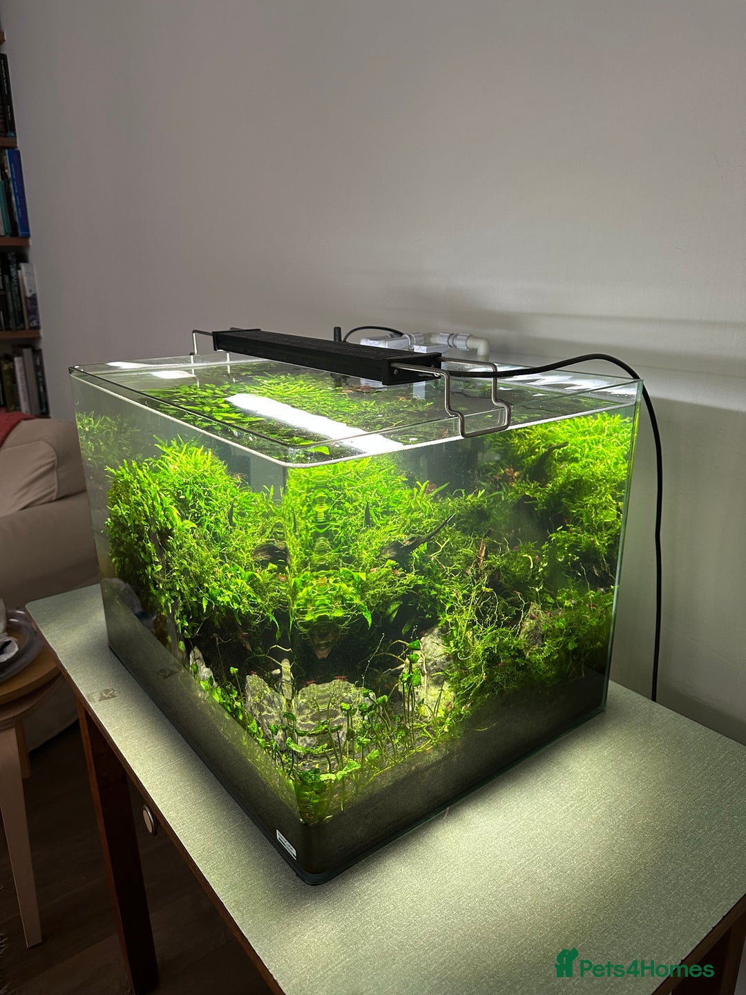 Shrimps fish for sale: Neocaridina Shrimp Aquarium  - Image 7