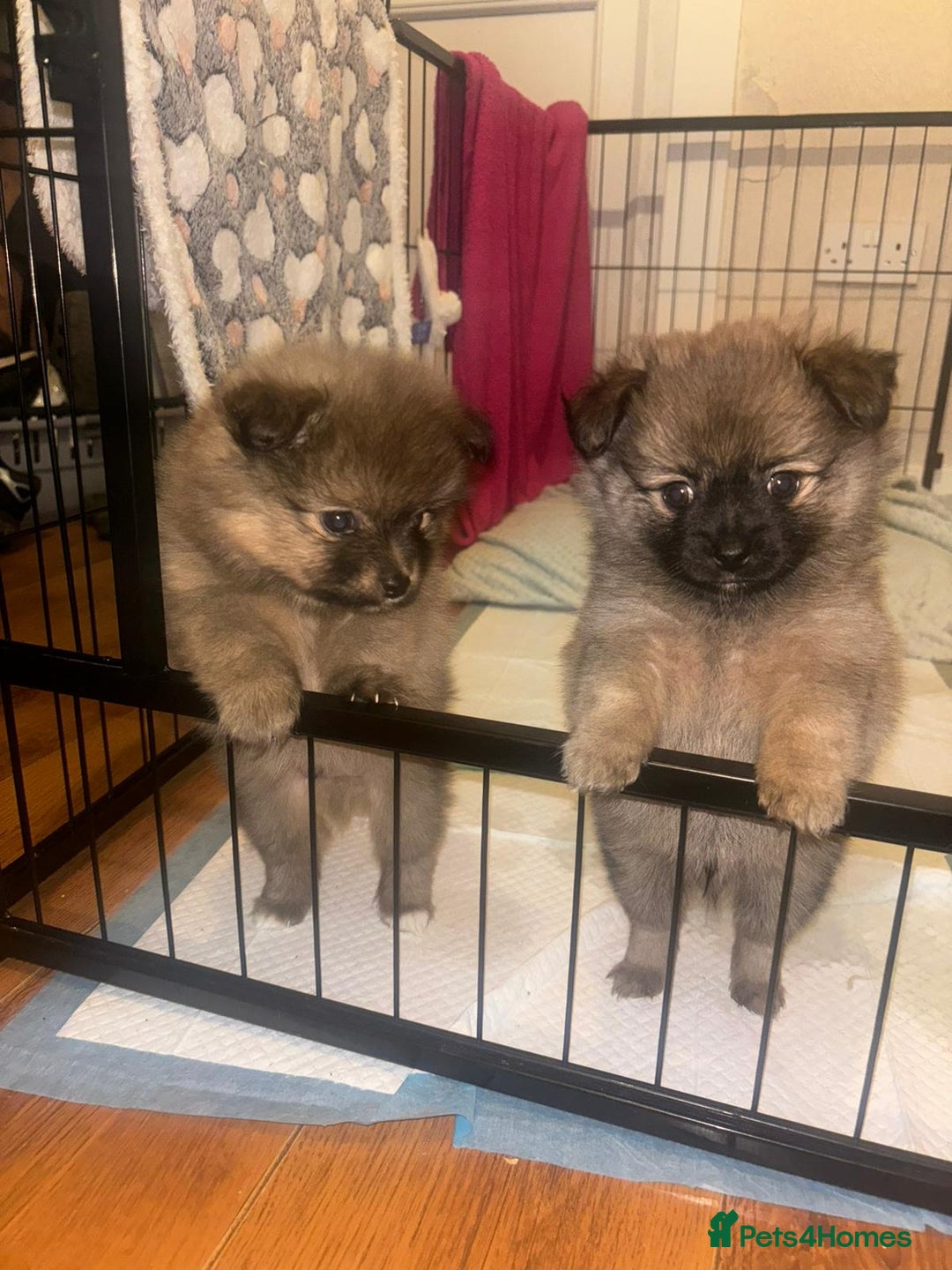 Pomchi dogs for sale: Boy pomchis  - Advert 1