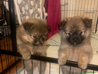 Pomchi dogs Boy pomchis - Advert 6