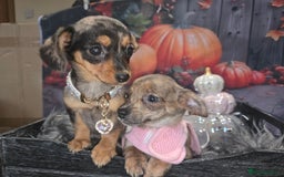 Mixed Breed dogs for sale: Pomweenies 💕💕 - Image 23