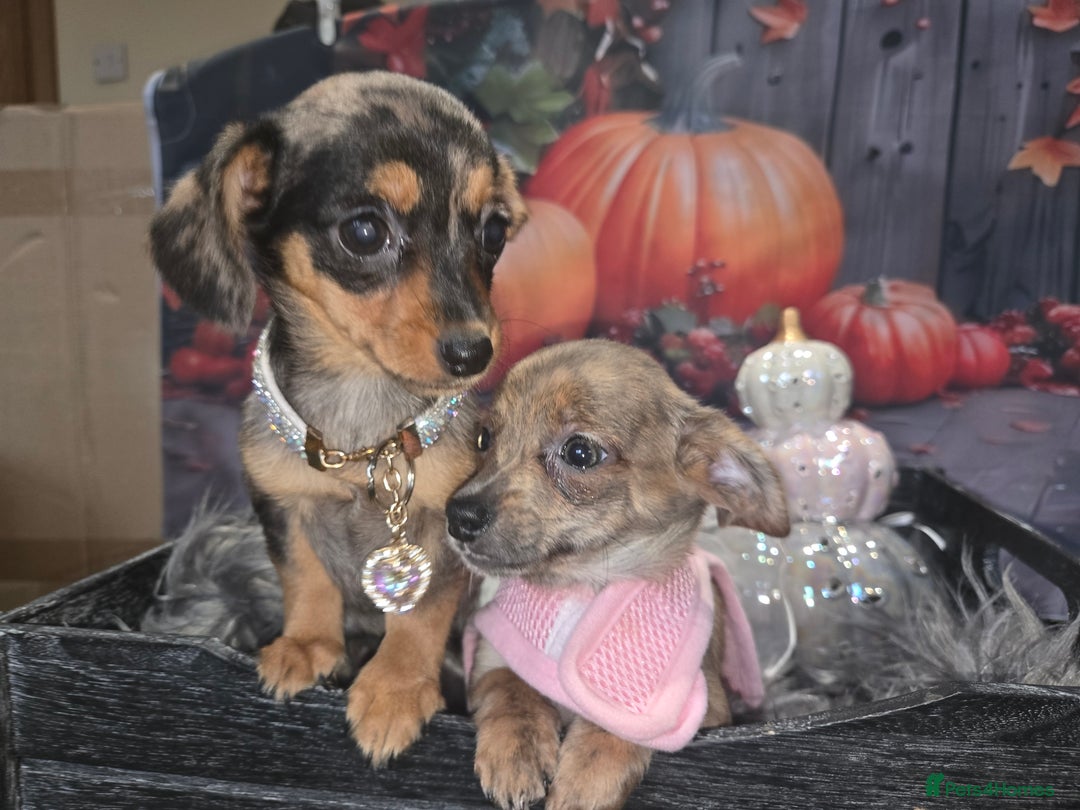 Mixed Breed dogs for sale: Pomweenies 💕💕 - Image 23
