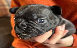 French Bulldog dogs for sale: 9 Beautiful French Bulldog Puppies for Sale - Image 18