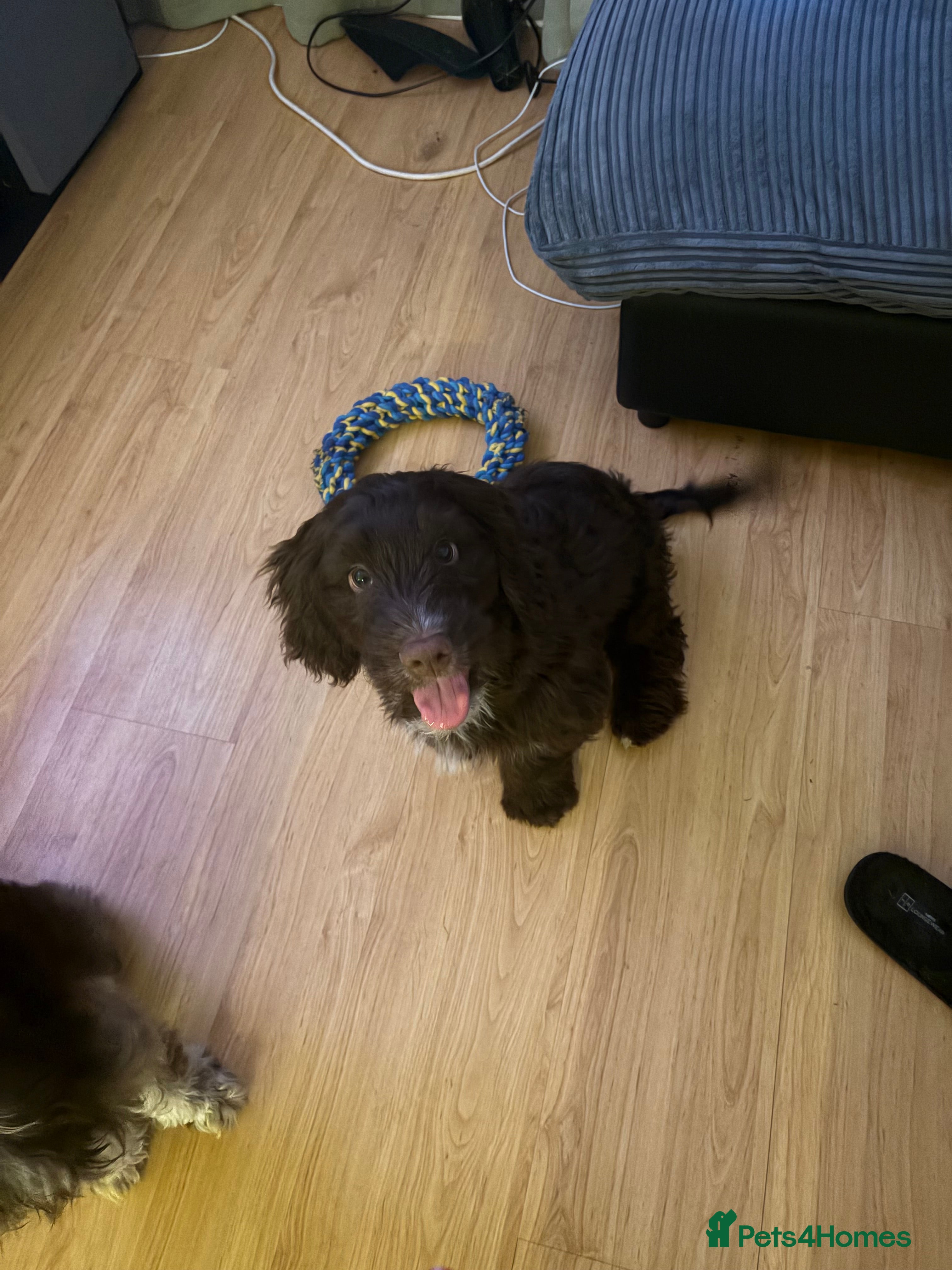 Springador dogs 6 month old springador  - Advert 2