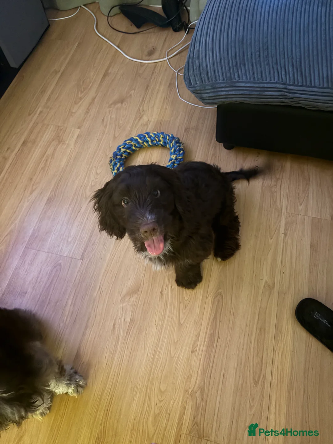 Springador dogs for sale: 6 month old springador  - Advert 1