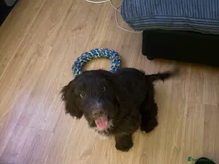 Springador dogs 6 month old springador - Advert 2