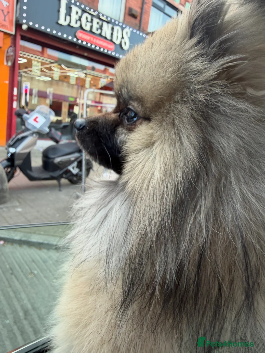 Pomeranian dogs for sale: mini pomerian  in Manchester - Advert 1