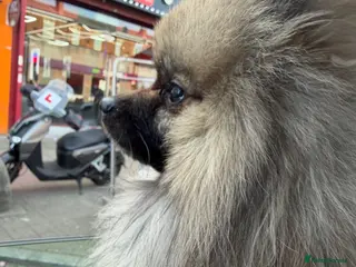 Pomeranian dogs mini pomerian - Advert 1