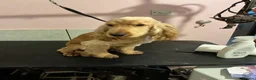 Cocker Spaniel dogs for sale: Beautiful Golden show type Cocker for sale  - Advert 5