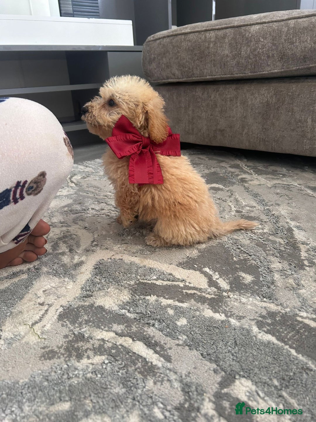 Jackapoo dogs for sale: Cream jackapoos f1b short legged  - Image 13