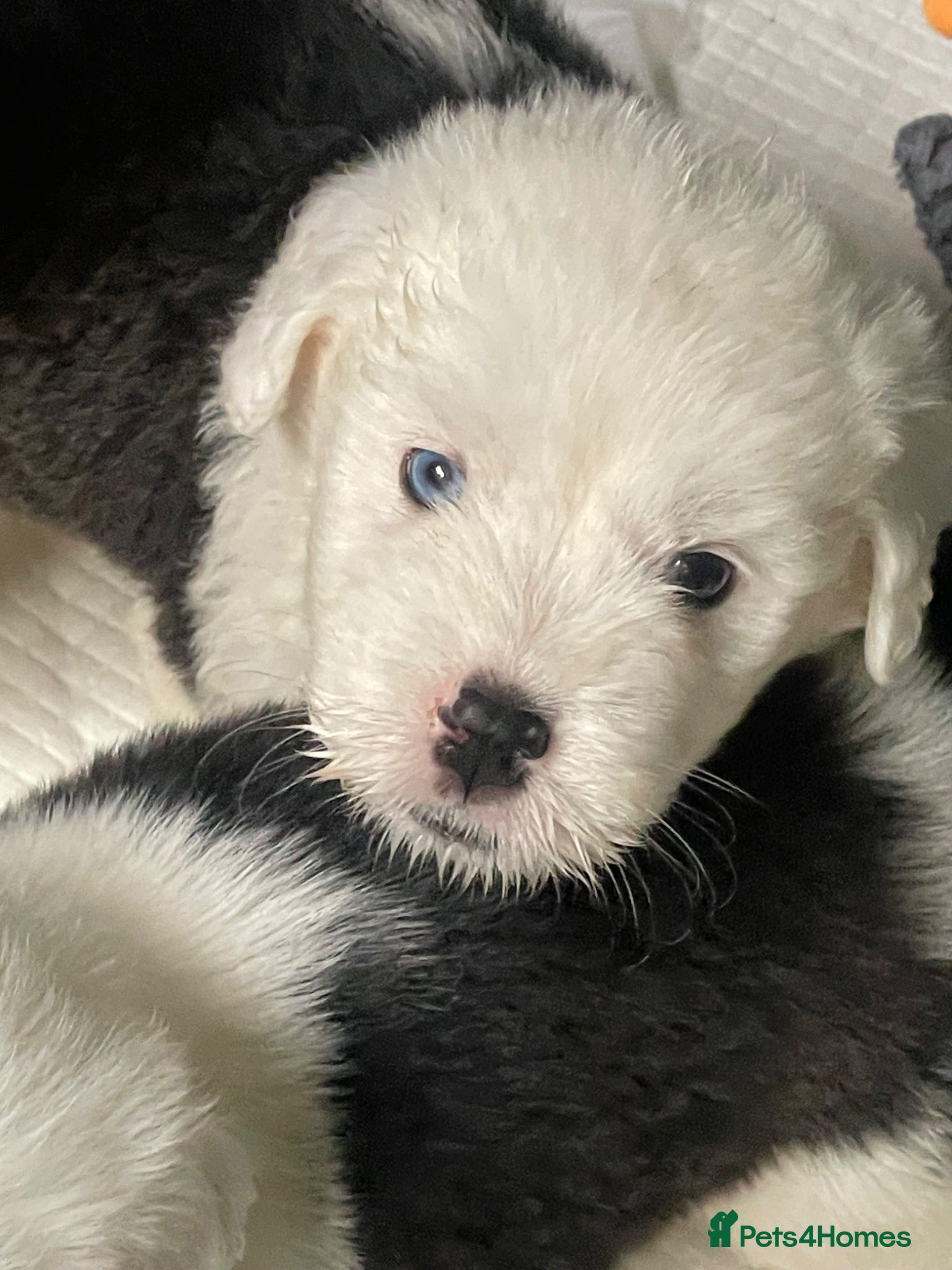 Old English Sheepdog dogs Old English x St Bernard  - Advert 6
