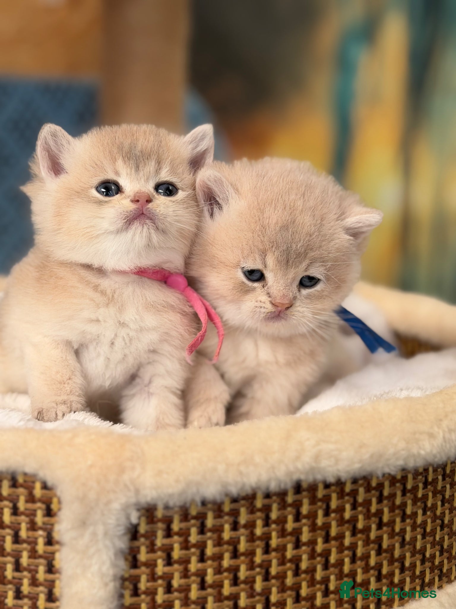 British Shorthair cats British sh Blue Golden kittens GCCF  - Advert 6